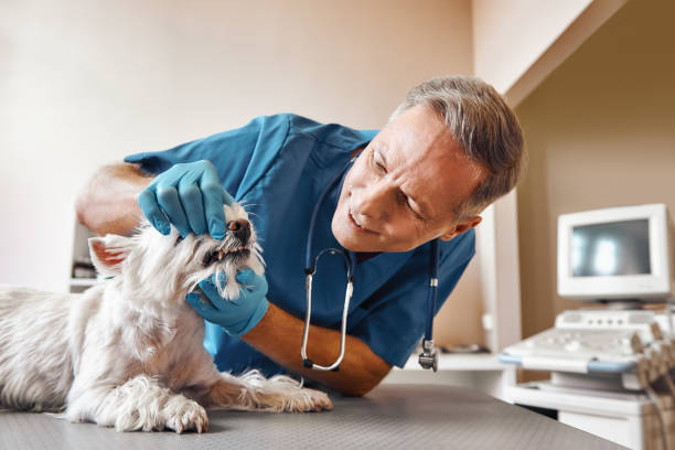 Best Emergency Tooth Extraction in Manor, PA